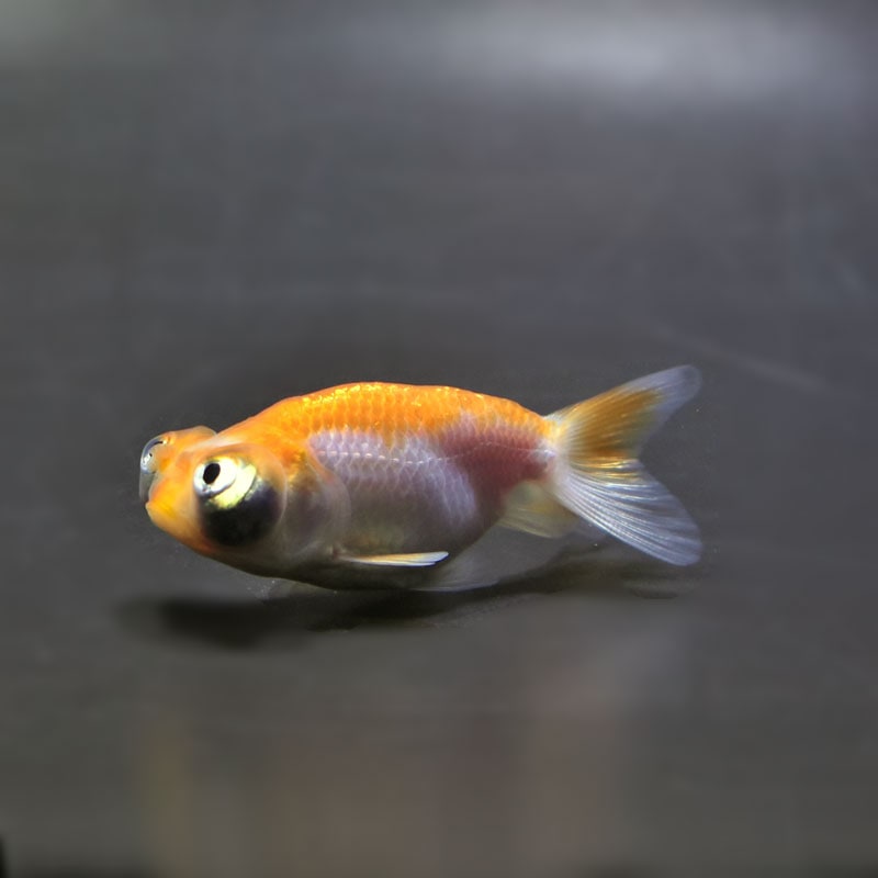 【金魚王子】花房頂天眼  7±1cm前後 (個体番号：cde792) 金魚 きんぎょ 生体 頂天眼 厳選個体