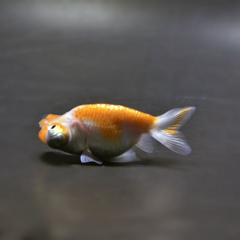 【金魚王子】花房頂天眼  7±1cm前後 (個体番号：cde793) 金魚 きんぎょ 生体 頂天眼 厳選個体