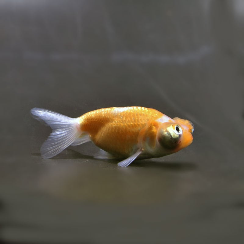 【金魚王子】花房頂天眼  7±1cm前後 (個体番号：cde794) 金魚 きんぎょ 生体 頂天眼 厳選個体