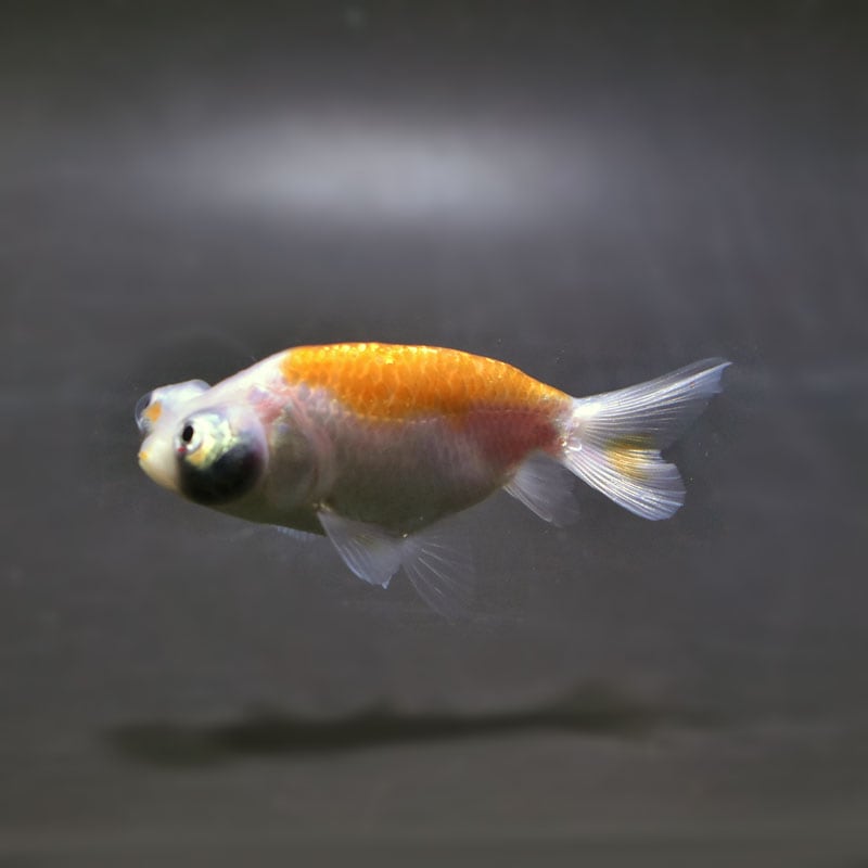 【特別価格】 人魚幼女王標本箱(定価18800円) 金魚王子】更紗三ツ尾和金 7.5～8cm前後 (個体番号：cde576) 金魚