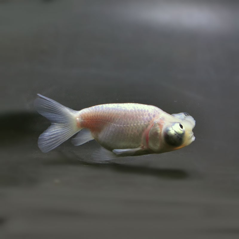 【金魚王子】花房頂天眼  7±1cm前後 (個体番号：cde796) 金魚 きんぎょ 生体 頂天眼 厳選個体