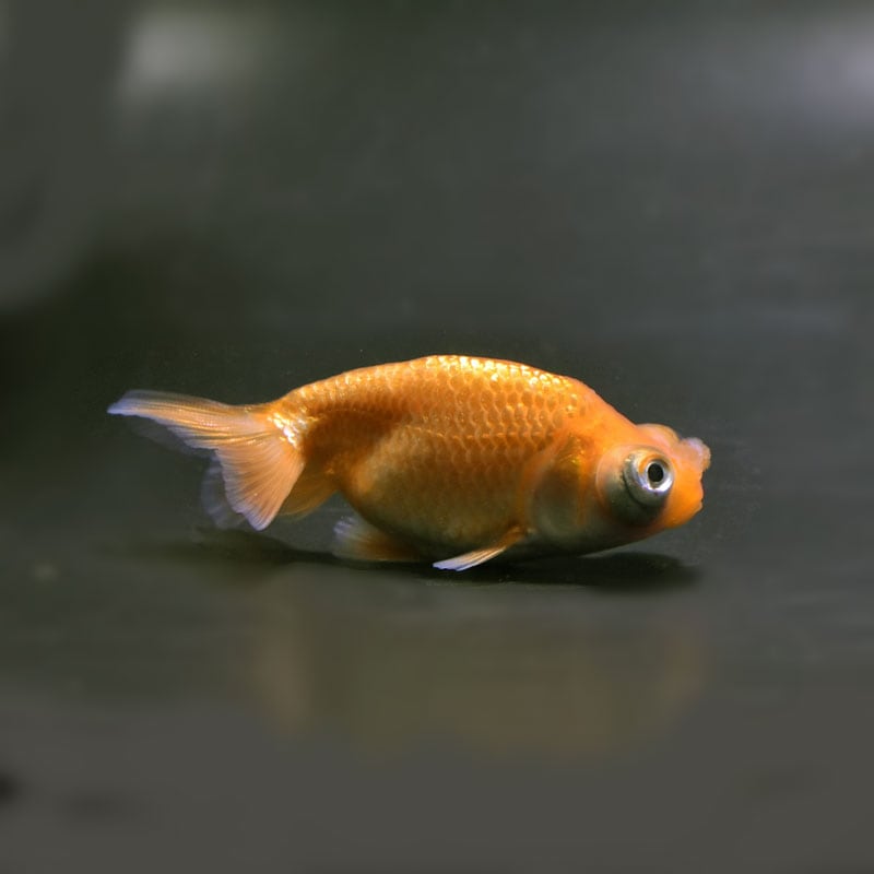 【金魚王子】花房頂天眼  7±1cm前後 (個体番号：cde797) 金魚 きんぎょ 生体 頂天眼 厳選個体