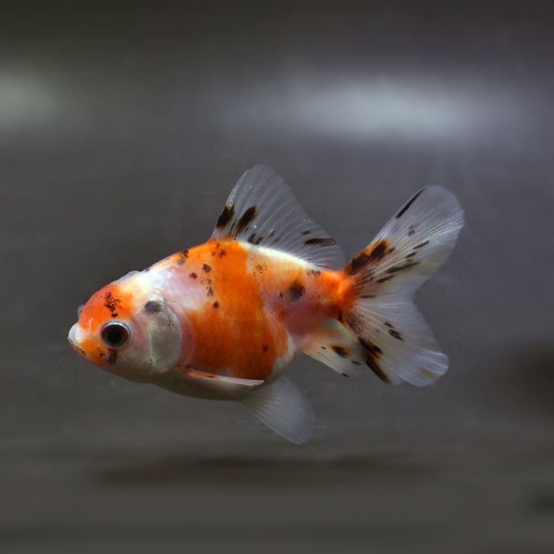 すべての商品 | 金魚の通販は「金魚王子 オンラインストア」金魚専門店