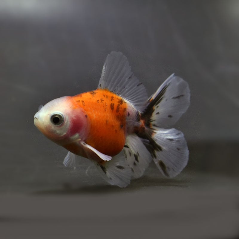 金魚 | 金魚の通販は「金魚王子 オンラインストア」金魚専門店 販売