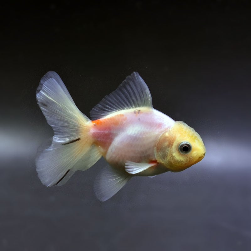 すべての商品 | 金魚の通販は「金魚王子 オンラインストア」金魚専門店