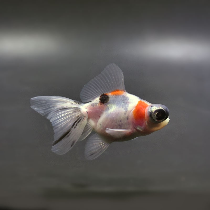 【金魚王子】キャリコ蝶尾 7～8cm前後 (個体番号：cde841) 金魚 きんぎょ 生体 蝶尾 厳選個体