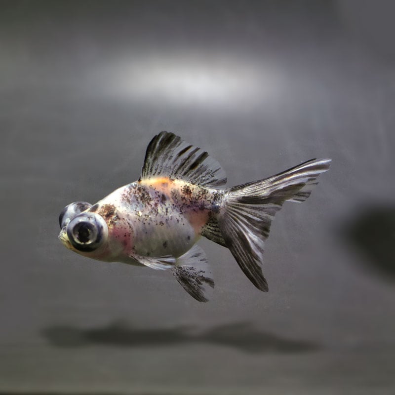 【金魚王子】キャリコ蝶尾 7～8cm前後 (個体番号：cde842) 金魚 きんぎょ 生体 蝶尾 厳選個体