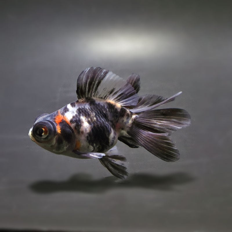 【金魚王子】キャリコ蝶尾 7～8cm前後 (個体番号：cde843) 金魚 きんぎょ 生体 蝶尾 厳選個体