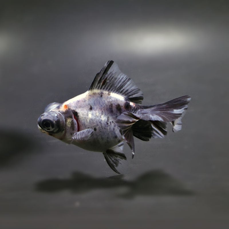 【金魚王子】キャリコ蝶尾 7～8cm前後 (個体番号：cde844) 金魚 きんぎょ 生体 蝶尾 厳選個体