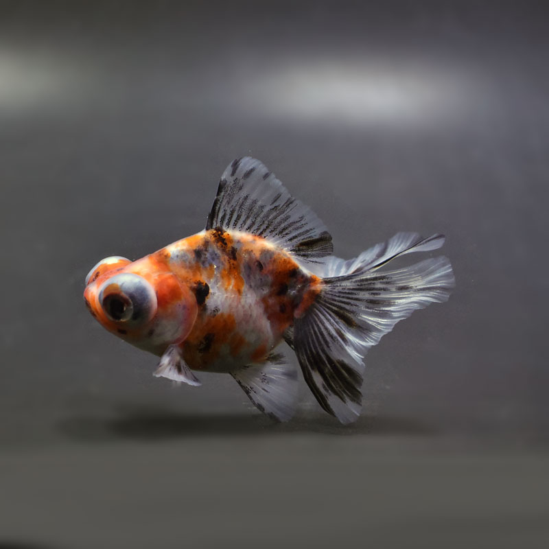 【金魚王子】キャリコ蝶尾 7～8cm前後 (個体番号：cde845) 金魚 きんぎょ 生体 蝶尾 厳選個体