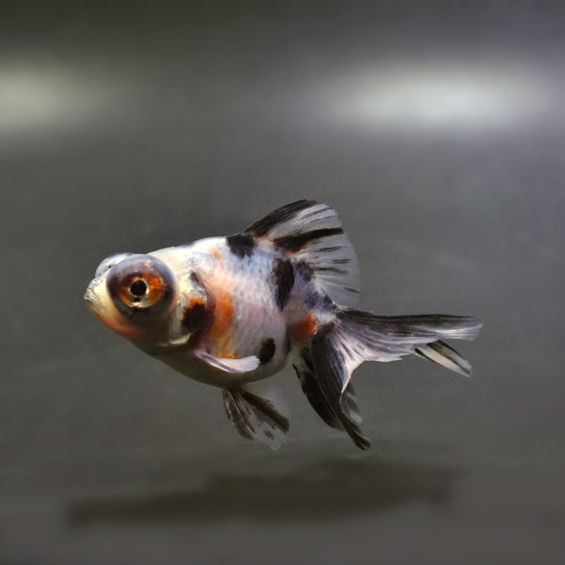 【金魚王子】キャリコ蝶尾 7～8cm前後 (個体番号：cde846) 金魚 きんぎょ 生体 蝶尾 厳選個体