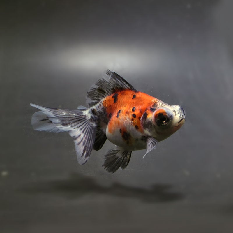 【金魚王子】キャリコ蝶尾 7～8cm前後 (個体番号：cde848) 金魚 きんぎょ 生体 蝶尾 厳選個体