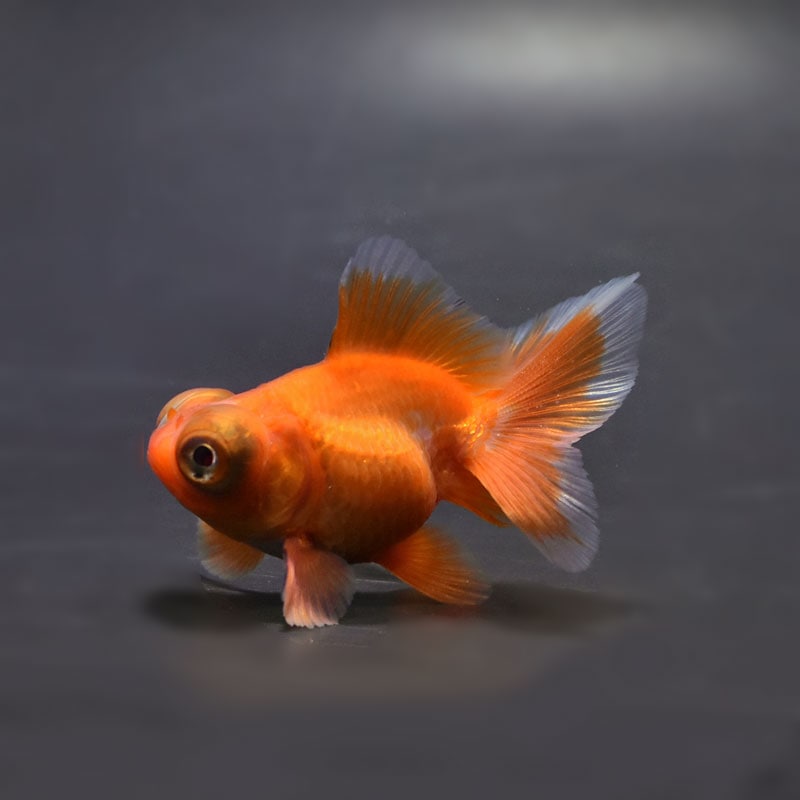 【金魚王子】更紗蝶尾 7～8cm前後 (個体番号：cde849) 金魚 きんぎょ 生体 蝶尾 厳選個体