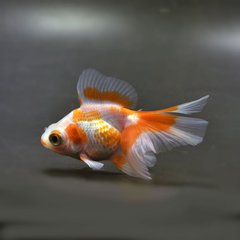 【金魚王子】更紗蝶尾 7～8cm前後 (個体番号：cde850) 金魚 きんぎょ 生体 蝶尾 厳選個体