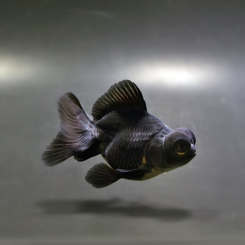 【金魚王子】黒蝶尾 7～8cm前後 (個体番号：cde851) 金魚 きんぎょ 生体 蝶尾 厳選個体