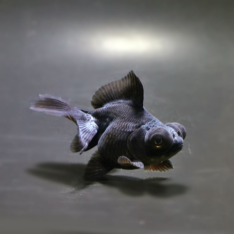 【金魚王子】黒蝶尾 7～8cm前後 (個体番号：cde852) 金魚 きんぎょ 生体 蝶尾 厳選個体