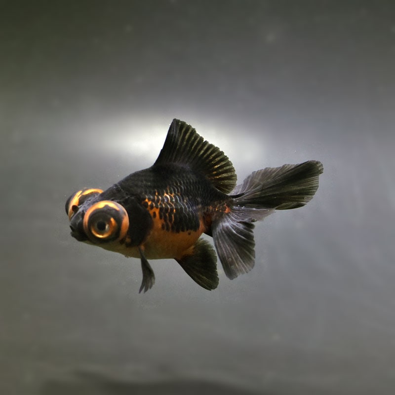 【金魚王子】虎蝶尾 7～8cm前後 (個体番号：cde853) 金魚 きんぎょ 生体 蝶尾 厳選個体