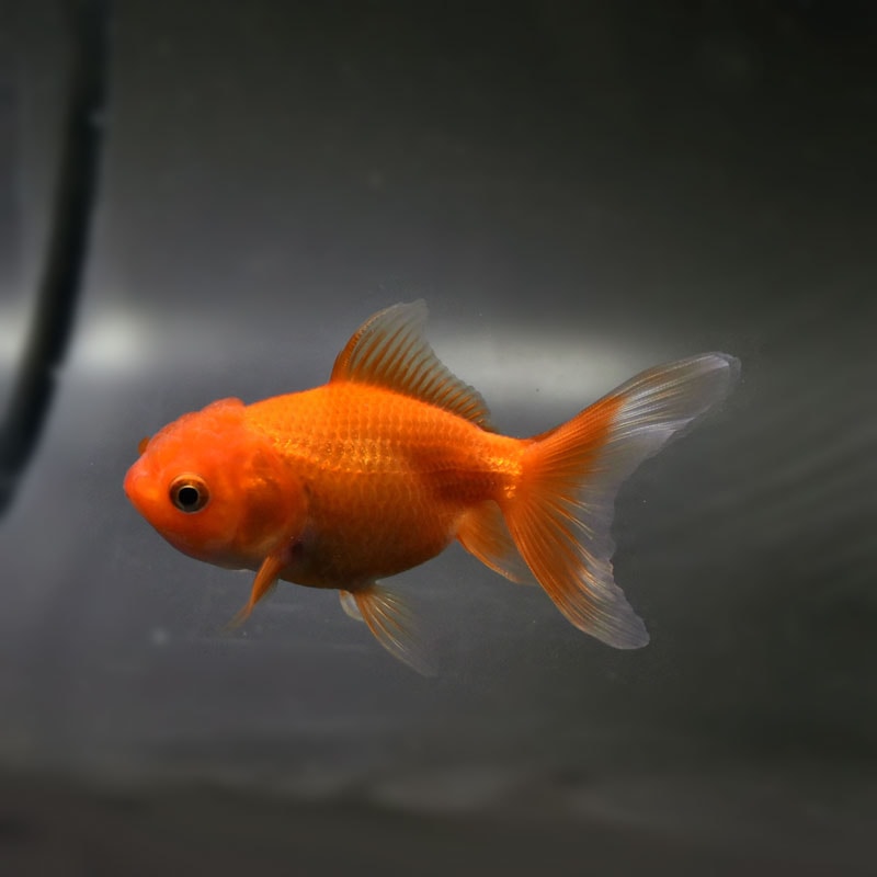 すべての商品 | 金魚の通販は「金魚王子 オンラインストア」金魚専門店