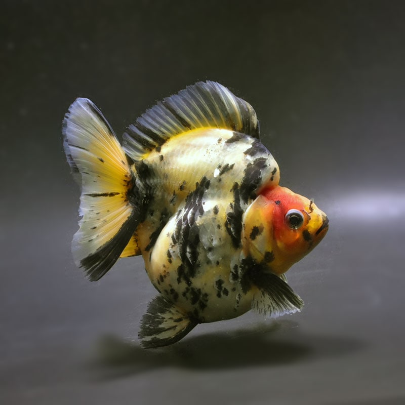 【金魚王子】琉金 (キャリコ／ショートテールタイプ) 14cm前後 (個体番号：cde871) 金魚 きんぎょ 生体 琉金 厳選個体