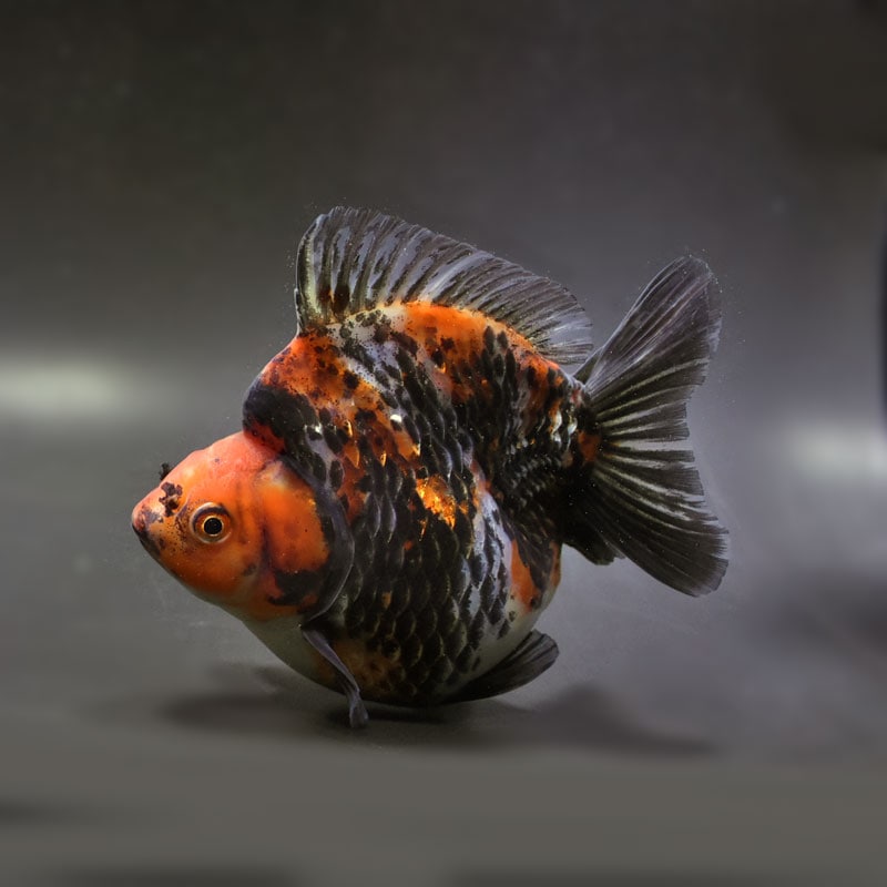 【金魚王子】琉金 (三色／ショートテールタイプ) 14.5cm前後 (個体番号：cde872) 金魚 きんぎょ 生体 琉金 厳選個体