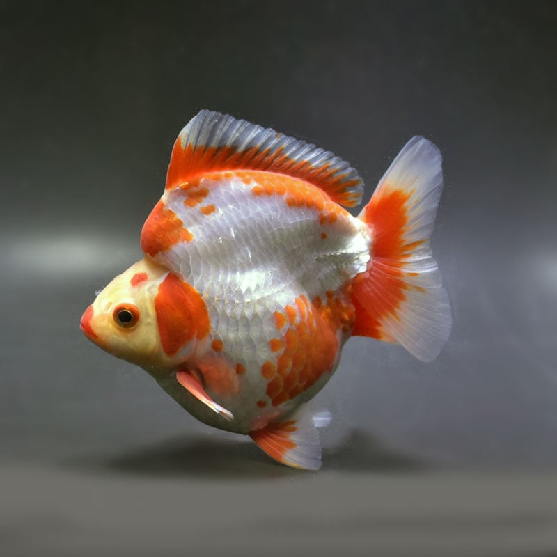 【金魚王子】琉金 (更紗／ショートテールタイプ) 14cm前後 (個体番号：cde873) 金魚 きんぎょ 生体 琉金 厳選個体