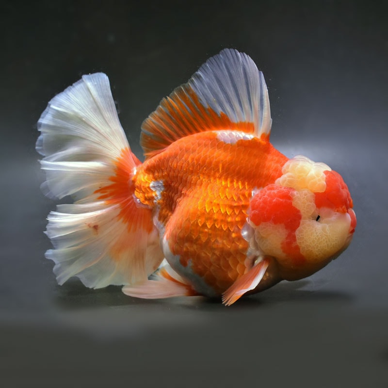 金魚王子】更紗ローズテールオランダ 18cm前後 (個体番号：cde881