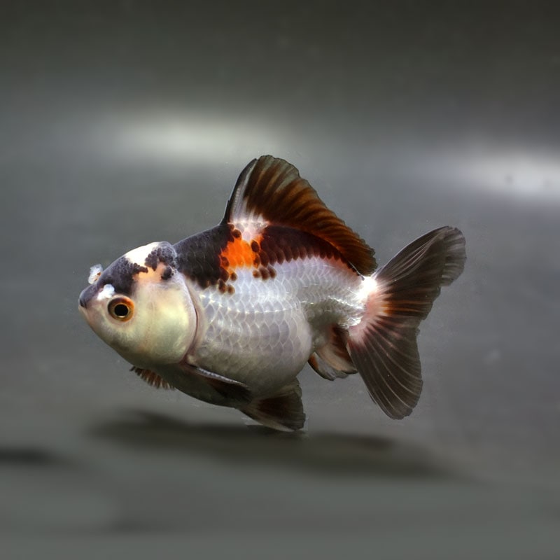 【金魚王子】三色オランダ  10cm前後 (個体番号：cde883) 金魚 きんぎょ 生体 オランダ獅子頭 厳選個体