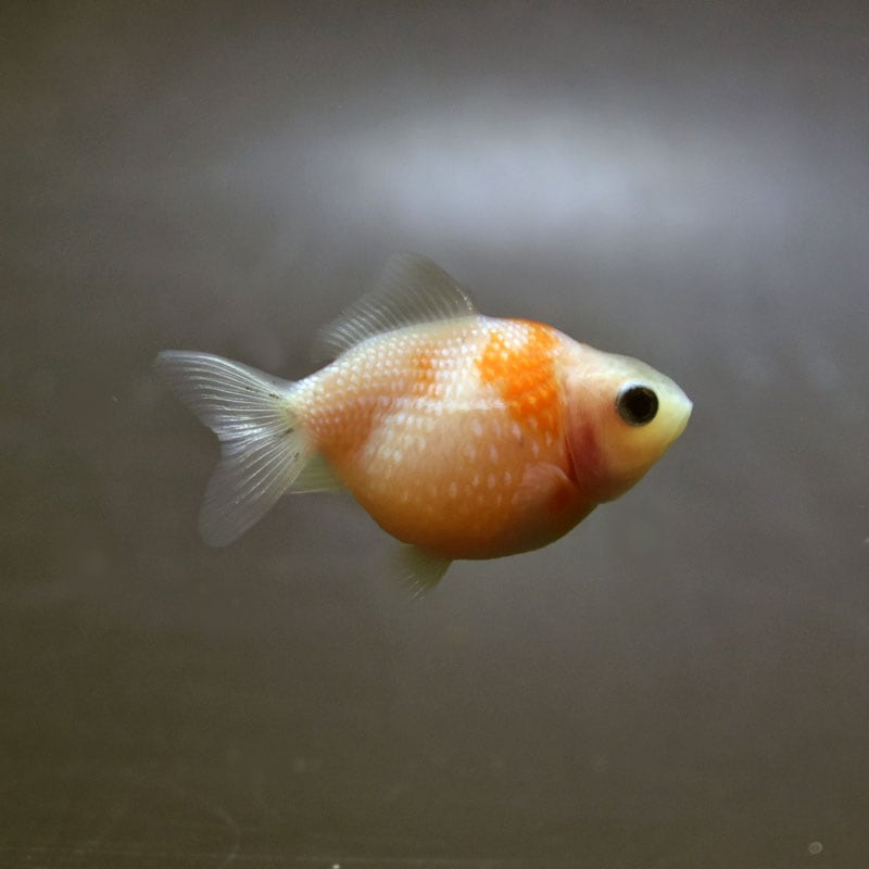 【金魚王子】ピンポンパール(更紗)5±1cm前後 (個体番号:cde891) 金魚 きんぎょ 生体 パールスケール 厳選個体