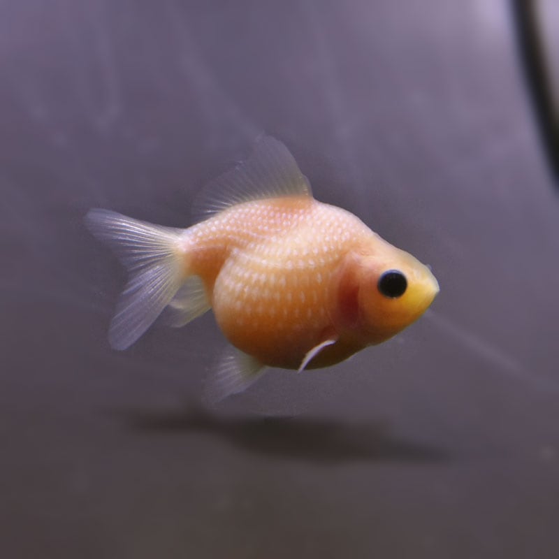 【金魚王子】ピンポンパール(ミルク)5±1cm前後 (個体番号:cde892) 金魚 きんぎょ 生体 パールスケール 厳選個体