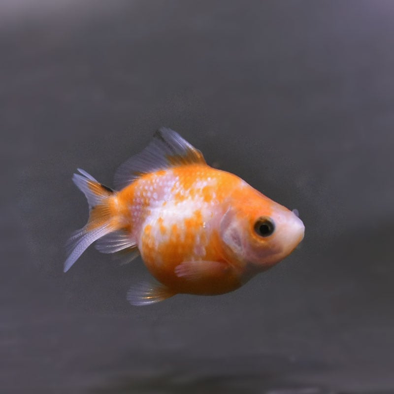 【金魚王子】ピンポンパール(更紗)5±1cm前後 (個体番号:cde894) 金魚 きんぎょ 生体 パールスケール 厳選個体