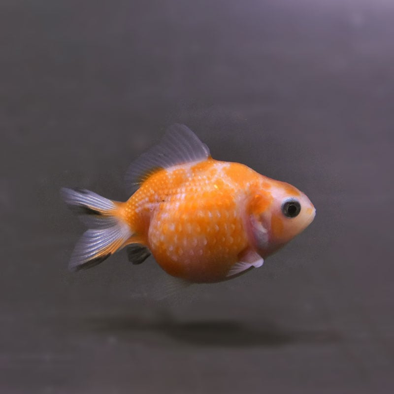 【金魚王子】ピンポンパール(更紗)5±1cm前後 (個体番号:cde895) 金魚 きんぎょ 生体 パールスケール 厳選個体