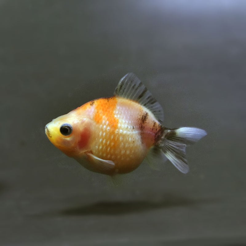 【金魚王子】ピンポンパール(キャリコ)5±1cm前後 (個体番号:cde896) 金魚 きんぎょ 生体 パールスケール 厳選個体