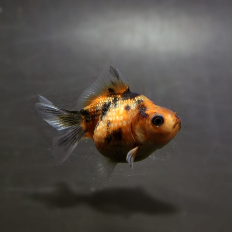 【金魚王子】ピンポンパール(キャリコ)5±1cm前後 (個体番号:cde897) 金魚 きんぎょ 生体 パールスケール 厳選個体