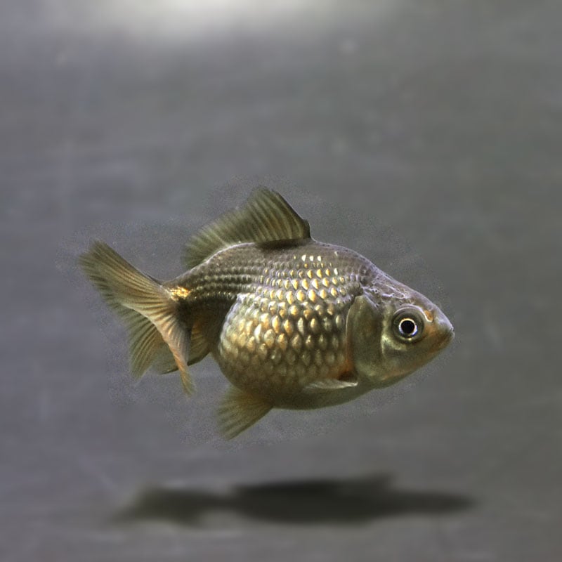 【金魚王子】ピンポンパール(フナ色)5±1cm前後 (個体番号:cde899) 金魚 きんぎょ 生体 パールスケール 厳選個体