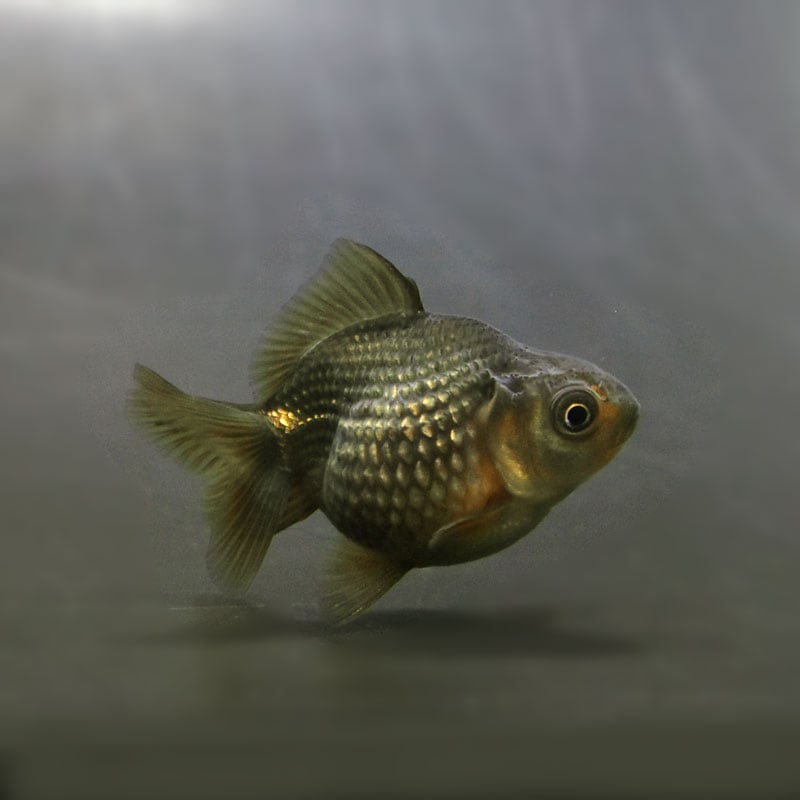 【金魚王子】ピンポンパール(フナ色)5±1cm前後 (個体番号:cde900) 金魚 きんぎょ 生体 パールスケール 厳選個体