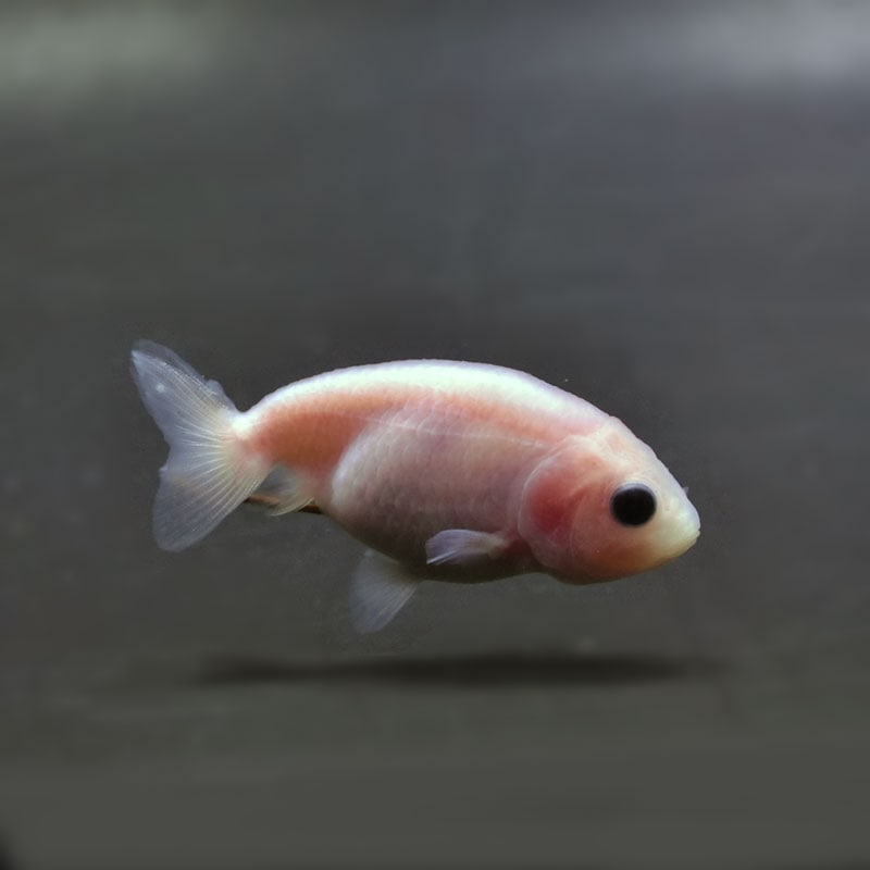 【金魚王子】桜錦 6.5±1cm前後 (個体番号：cde909) 金魚 きんぎょ 生体 らんちゅう 厳選個体