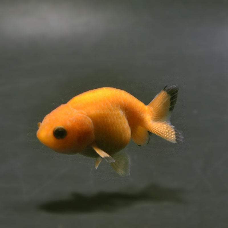 【金魚王子】レッドらんちゅう 6.5±1cm前後 (個体番号:cde910) 金魚 きんぎょ 生体 らんちゅう 厳選個体