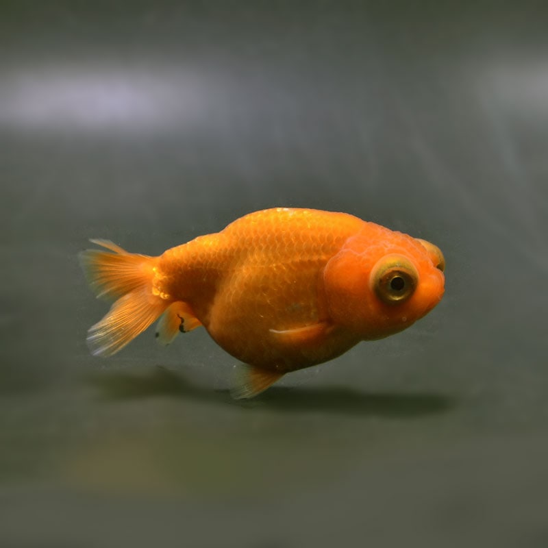 金魚,らんちゅう系 | 金魚の通販は「金魚王子 オンラインストア」金魚