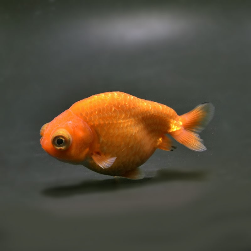 【金魚王子】レッド出目らんちゅう 8.5cm前後 (個体番号：cde932) 金魚 きんぎょ 生体 らんちゅう 厳選個体