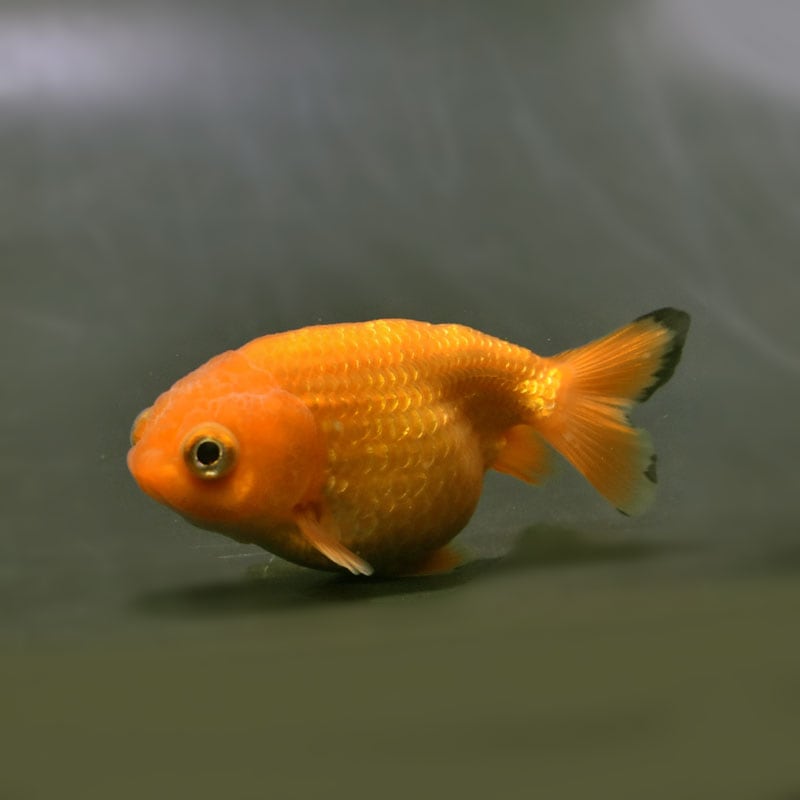 金魚,らんちゅう系 | 金魚の通販は「金魚王子 オンラインストア」金魚