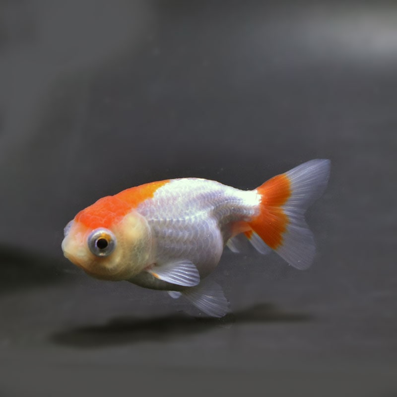 【金魚王子】更紗出目らんちゅう 7.5cm前後 (個体番号：cde934) 金魚 きんぎょ 生体 らんちゅう 厳選個体