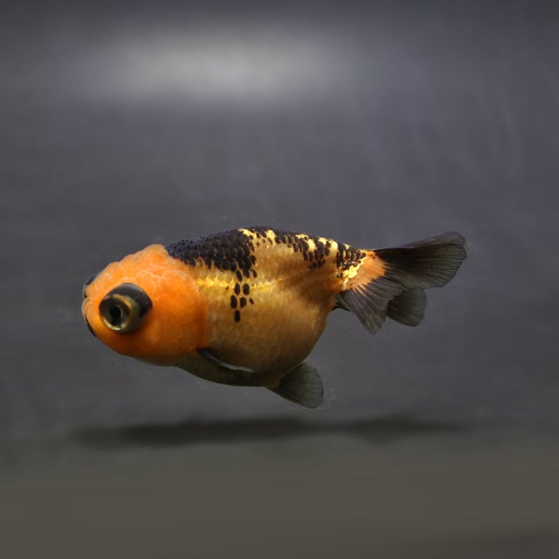 【金魚王子】虎出目らんちゅう 7cm前後 (個体番号：cde935) 金魚 きんぎょ 生体 らんちゅう 厳選個体