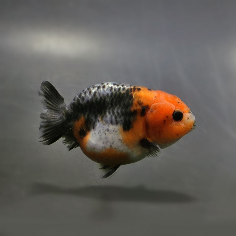 【金魚王子】キリンらんちゅう 8±1cm前後 (個体番号：cde941) 金魚 きんぎょ 生体 らんちゅう 厳選個体