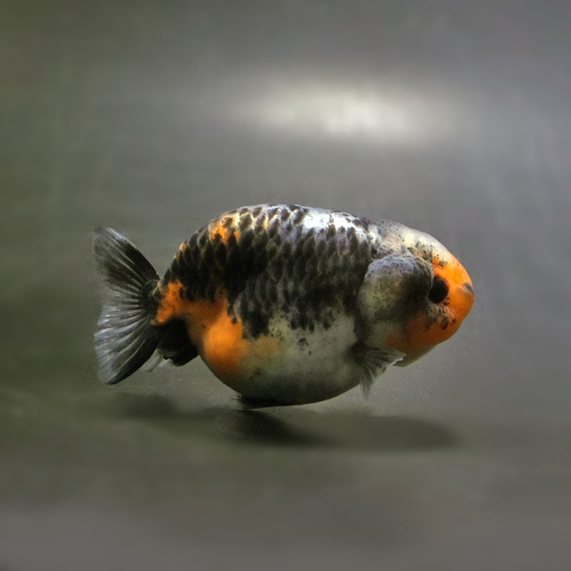 【金魚王子】キリンらんちゅう 8±1cm前後 (個体番号：cde942) 金魚 きんぎょ 生体 らんちゅう 厳選個体