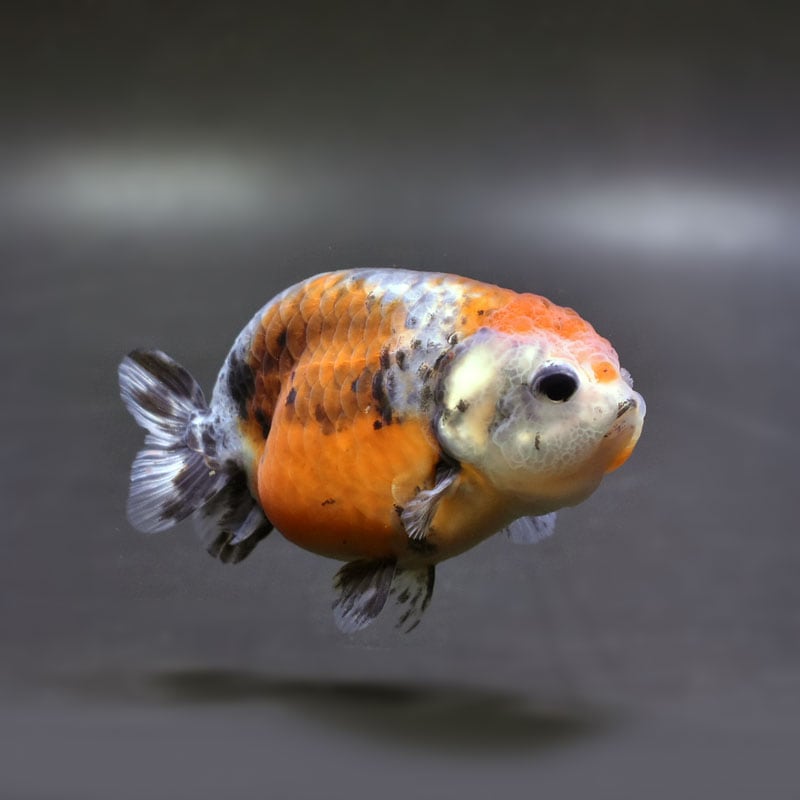 金魚,らんちゅう系,らんちゅう | 金魚の通販は「金魚王子 オンライン
