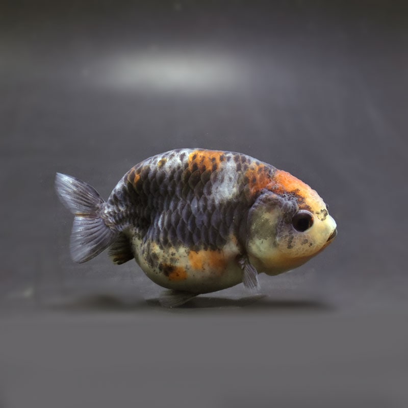 【金魚王子】キリンらんちゅう 8±1cm前後 (個体番号：cde944) 金魚 きんぎょ 生体 らんちゅう 厳選個体