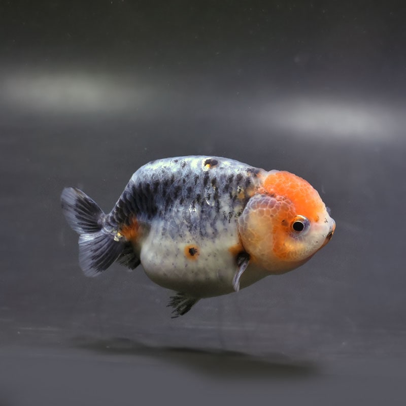 【金魚王子】キリンらんちゅう 8±1cm前後 (個体番号：cde945) 金魚 きんぎょ 生体 らんちゅう 厳選個体