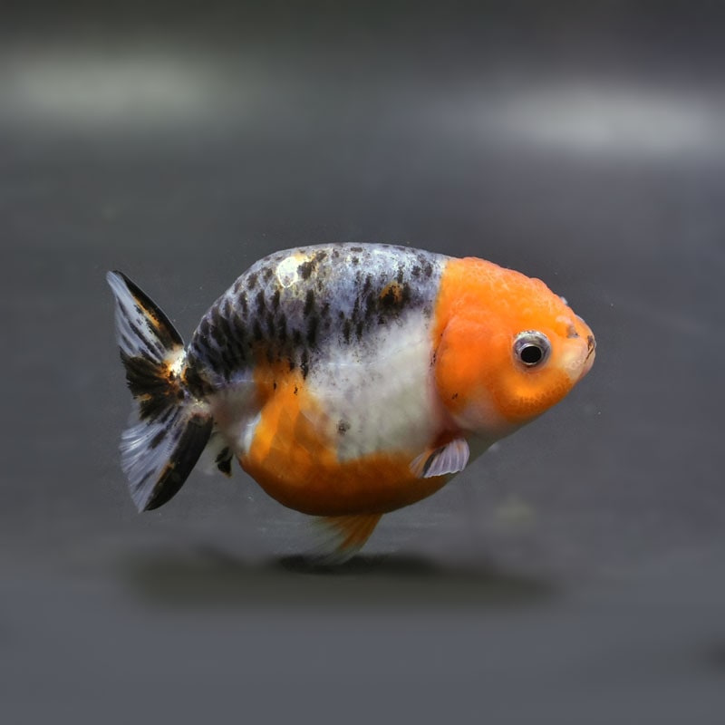 【金魚王子】キリンらんちゅう 8±1cm前後 (個体番号：cde946) 金魚 きんぎょ 生体 らんちゅう 厳選個体