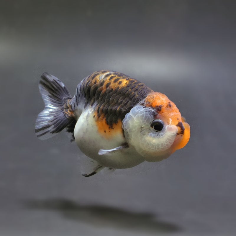 【金魚王子】キリンらんちゅう 8±1cm前後 (個体番号：cde947) 金魚 きんぎょ 生体 らんちゅう 厳選個体