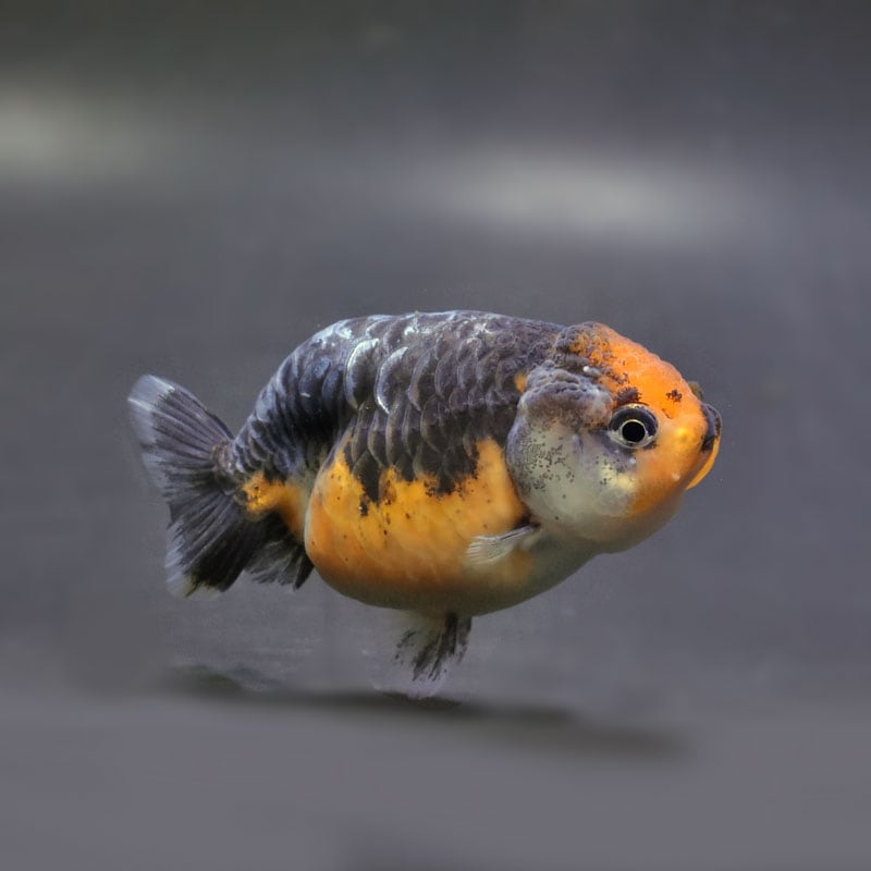 【金魚王子】キリンらんちゅう 8±1cm前後 (個体番号：cde948) 金魚 きんぎょ 生体 らんちゅう 厳選個体